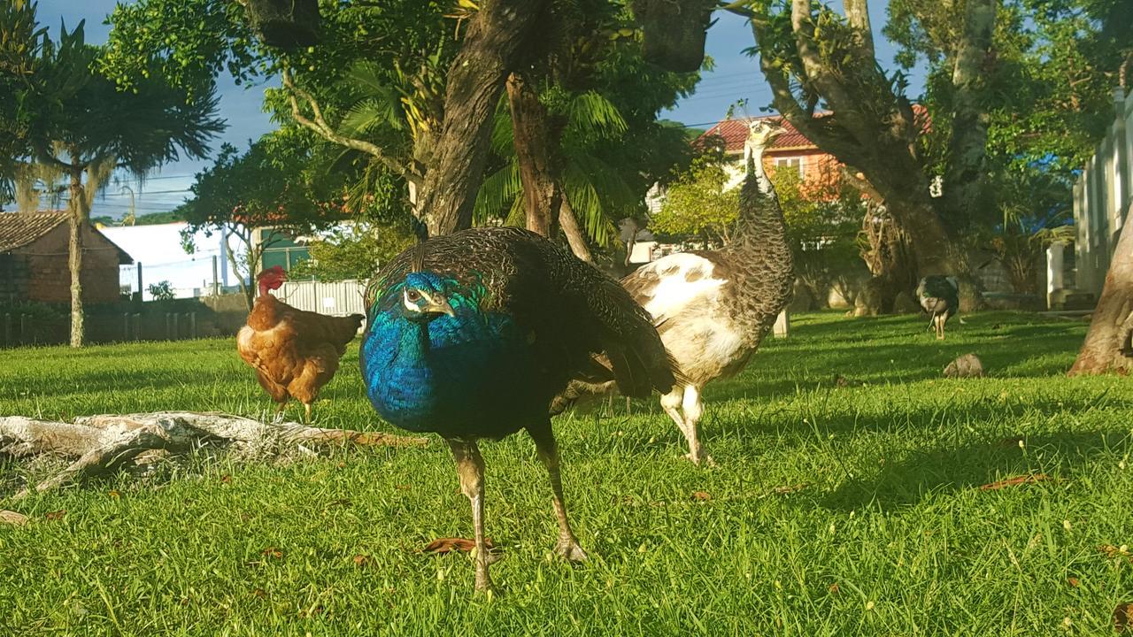 Pousada Pavao Branco Florianópolis Exteriör bild