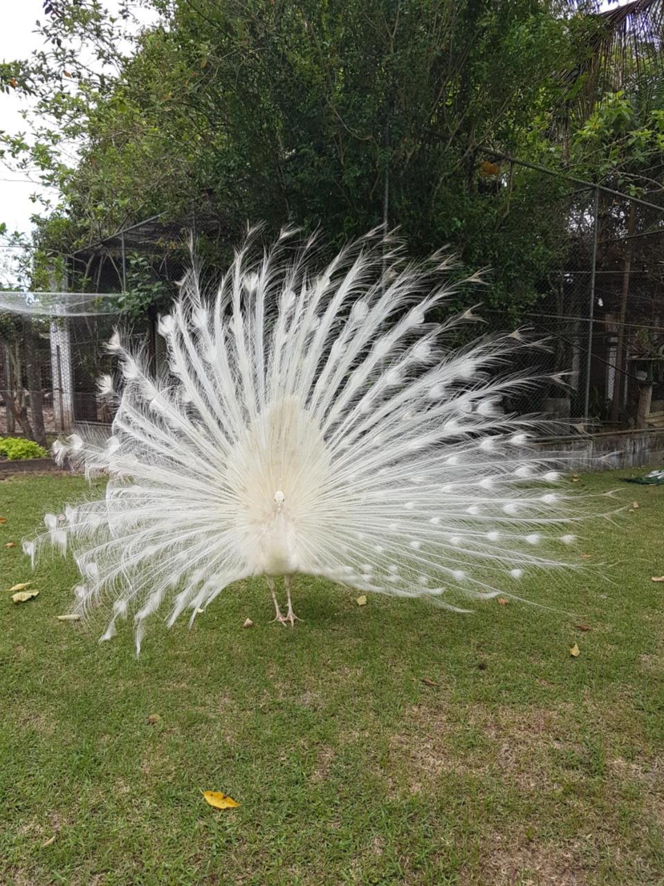 Pousada Pavao Branco Florianópolis Exteriör bild