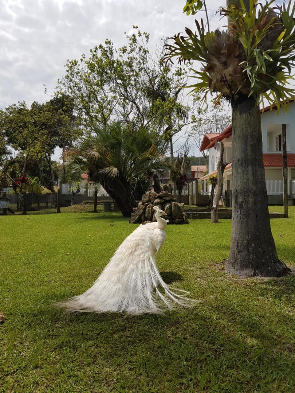 Pousada Pavao Branco Florianópolis Exteriör bild