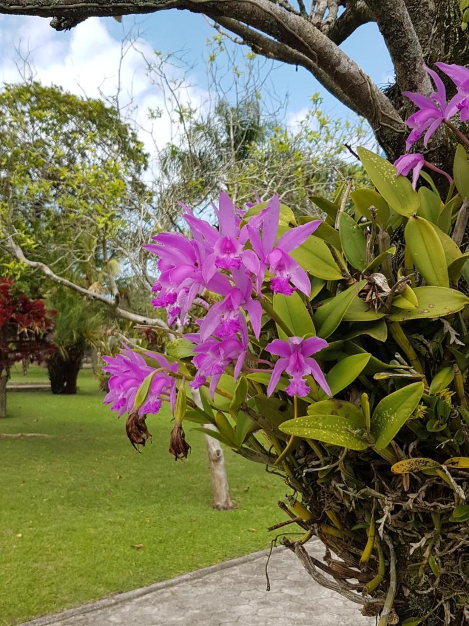 Pousada Pavao Branco Florianópolis Exteriör bild